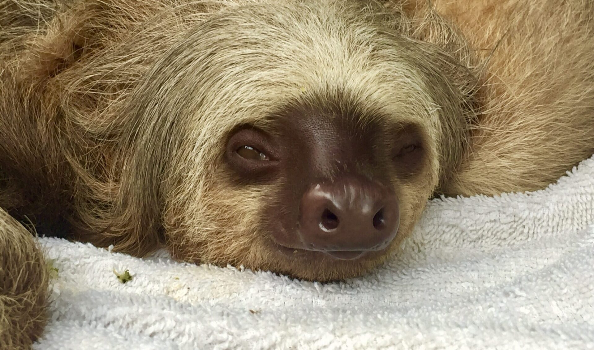 Sloth Chill photo
