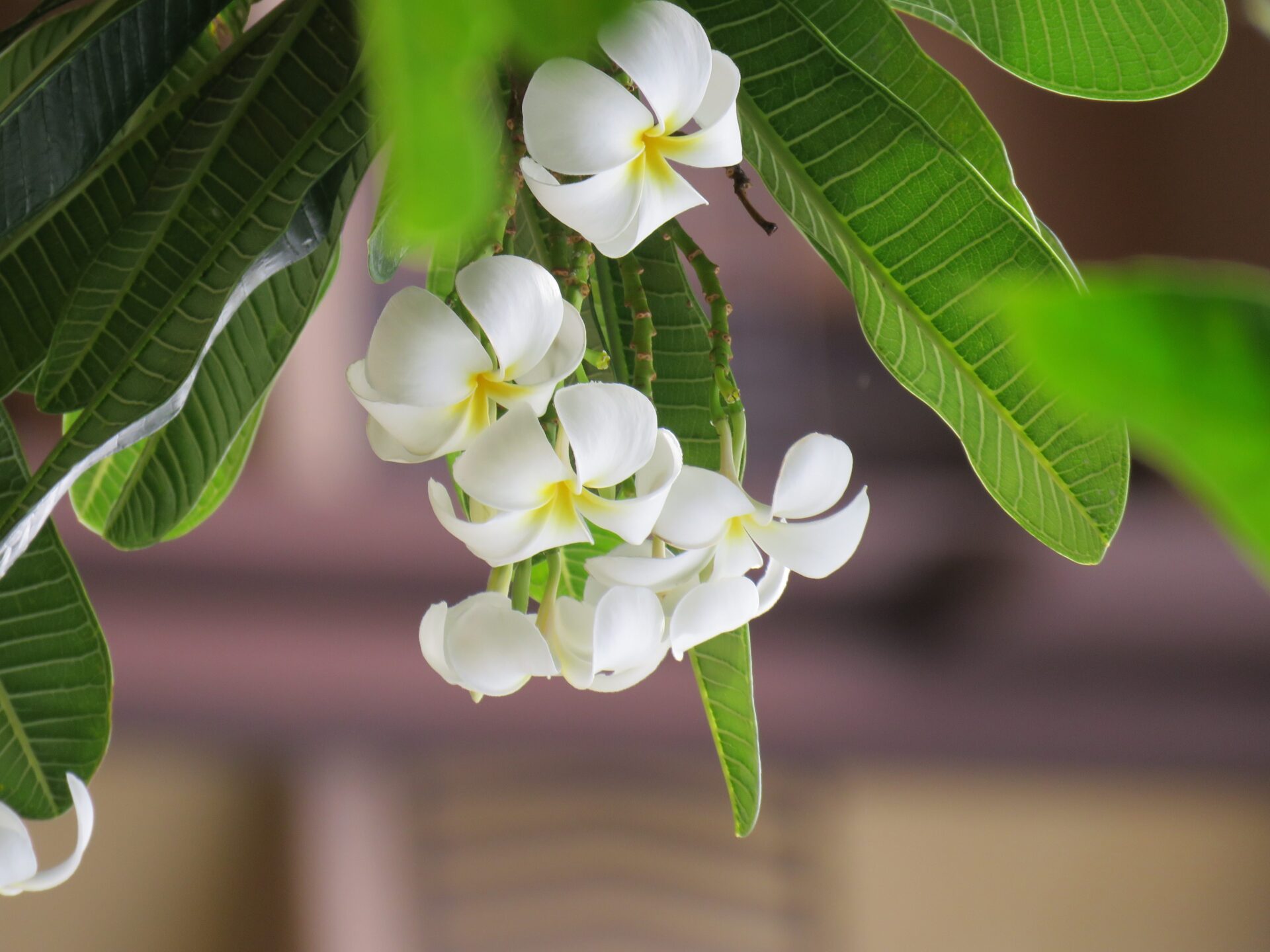 Hawaiian Flower Photo